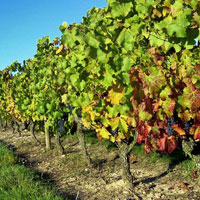 Les vignes du Moulin des Besneries