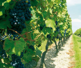 Les vignes du Moulin des Besneries